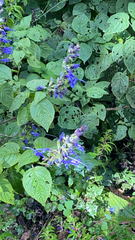 Salvia pichinchensis