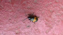 Monocesta ducalis