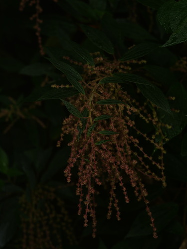 Gesnouinia arborea