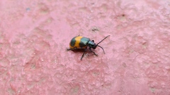 Monocesta ducalis