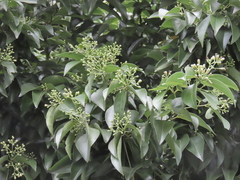 Cinnamomum burmanni