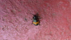 Monocesta ducalis