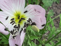 Acmaeodera neglecta neoneglecta