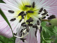 Acmaeodera neglecta neoneglecta
