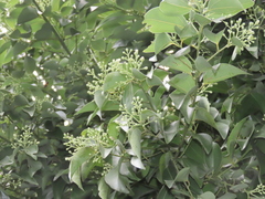 Cinnamomum burmanni