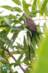 Colius striatus