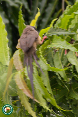 Colius striatus