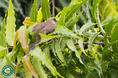 Colius striatus