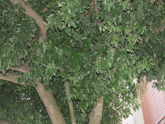 Cinnamomum burmanni