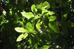 Pseudoweinmannia lachnocarpa