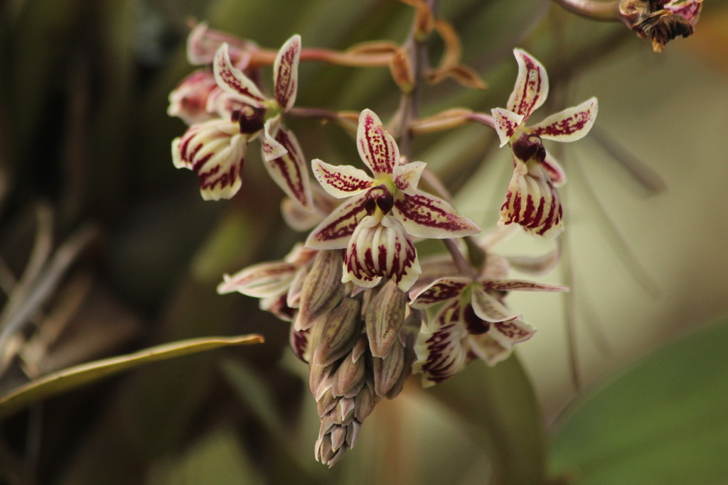 Epidendrum marmoratum A.Rich. & Galeotti