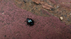 Labidomera suturella