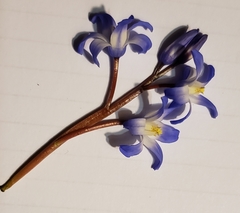 Scilla luciliae