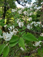 Cornus florida urbiniana