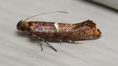 Acrolepiopsis