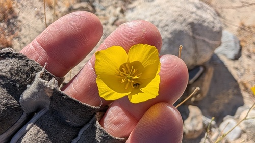 Eschscholzia parishii, 2026-04-15