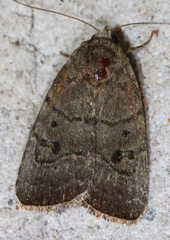 Elaphria fuscimacula