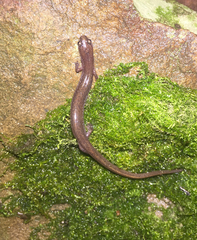 Eurycea multiplicata