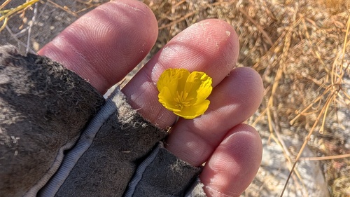 Eschscholzia parishii, 2026-04-15