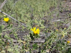 Grindelia pulchella