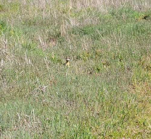 Long-tailed Weasel observed by thatflowergirl