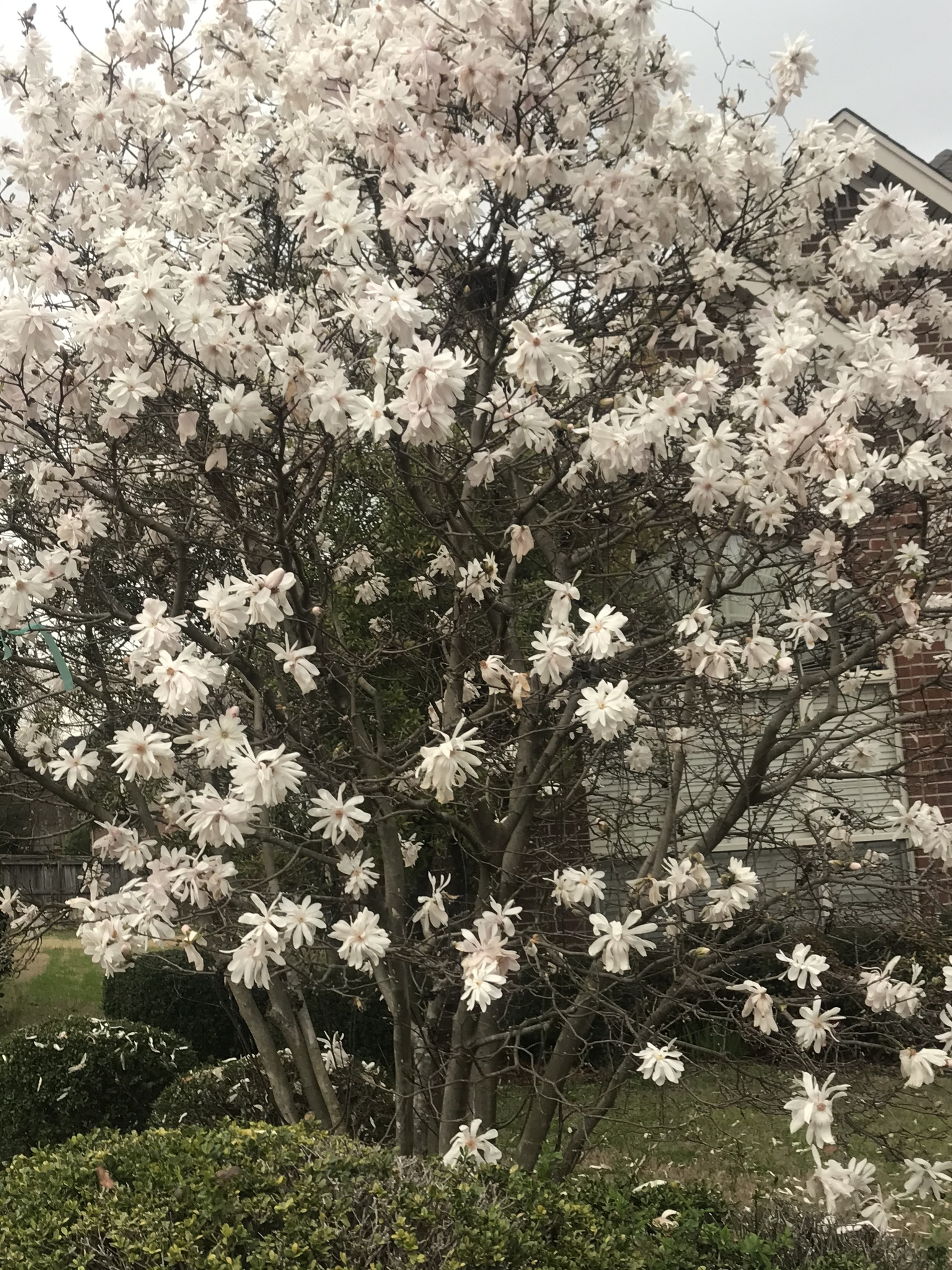 Magnolia Estrella (Magnolia stellata) · NaturaLista Mexico