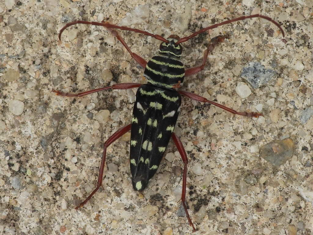 Mesquite Borer