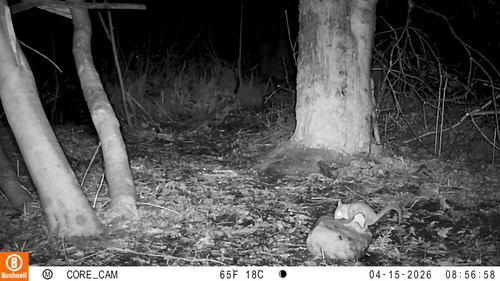 Southern Flying Squirrel observed by biff2020