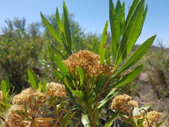Tessaria dodonaeifolia