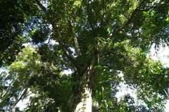 Pseudoweinmannia lachnocarpa