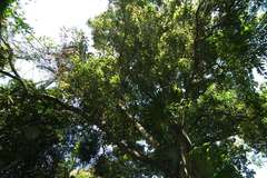 Pseudoweinmannia lachnocarpa