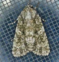 Acronicta brumosa