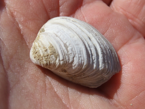 Rangia lecontei