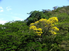 Handroanthus chrysanthus