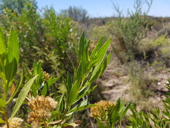 Tessaria dodonaeifolia