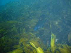 Bluefinned Butterfish photo 3