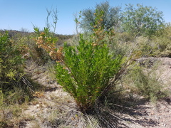 Tessaria dodonaeifolia