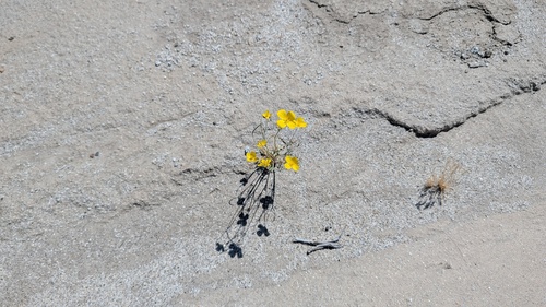 Eschscholzia parishii, 2026-04-15