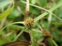 Cyperus brevifolioides
