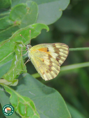 Colotis calais calais