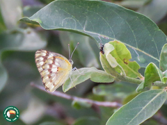Colotis calais calais
