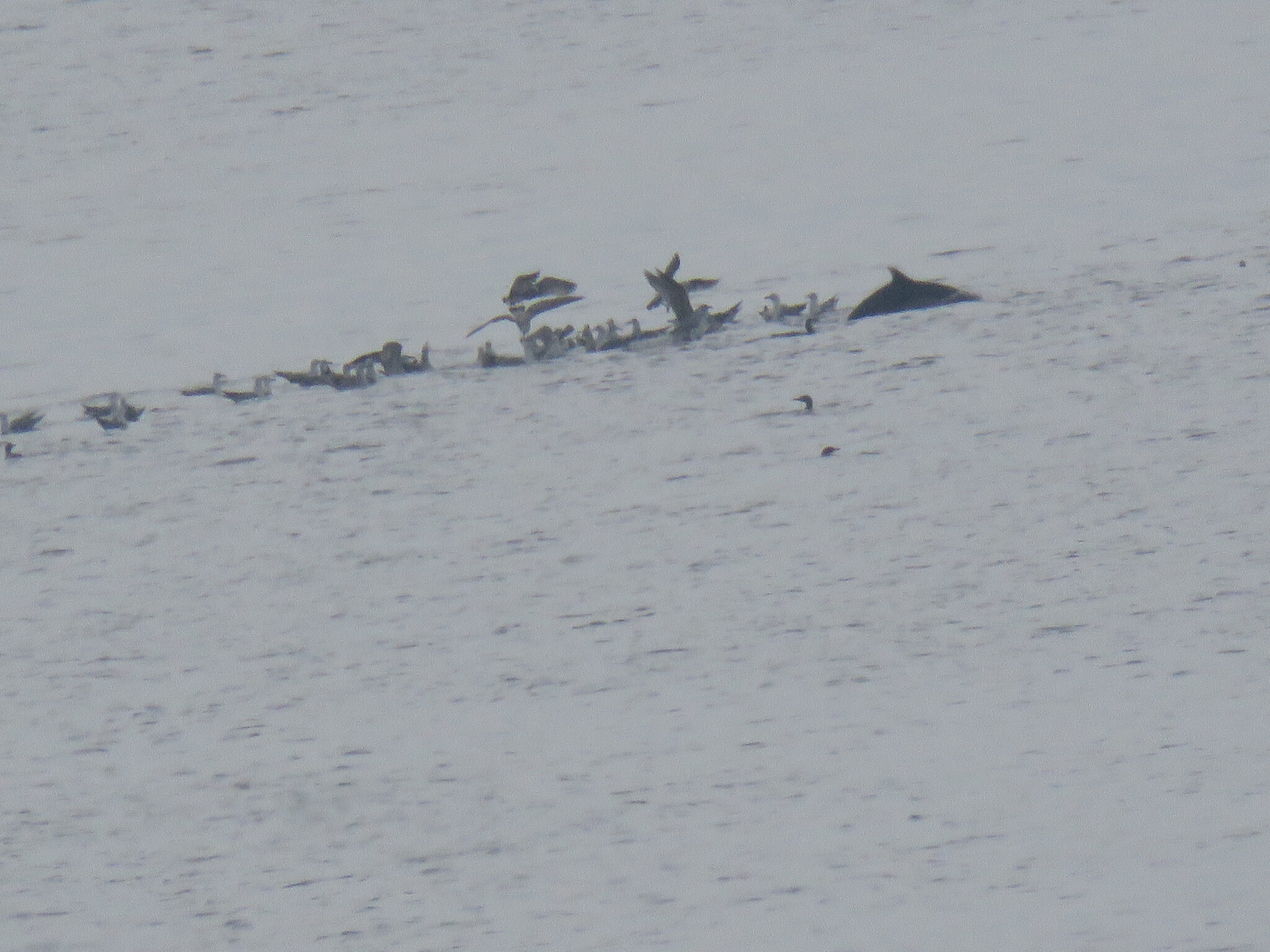 Delphinus delphis