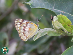 Colotis calais calais