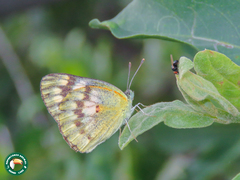 Colotis calais calais