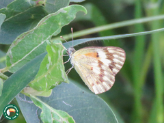 Colotis calais calais