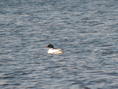 Mergus merganser
