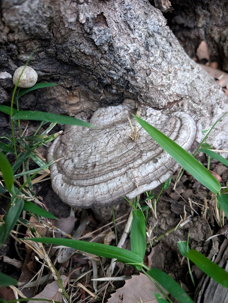 Ganoderma applanatum · April 2026 · photo: © atsushi_nakajima_cirque (iNaturalist, cc-by)