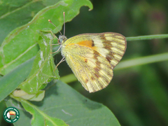 Colotis calais calais