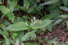 Spigelia