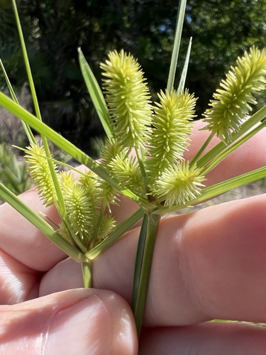Cyperus ovatus, 2026-04-15